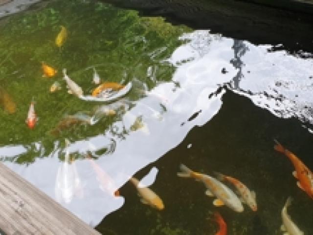 Teichfische, Biotop-Fische, Teichmuscheln, Teichschnecken, Koi, Goldfische, Moderlischen, Elritzen - 1