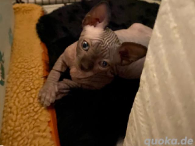 Sphynx Kitten ( Kater) - 1