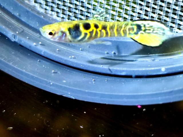 Tiger Endler Guppys - 1