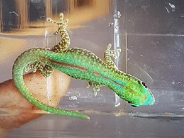 2.0 Phelsuma robertmertensi - 1