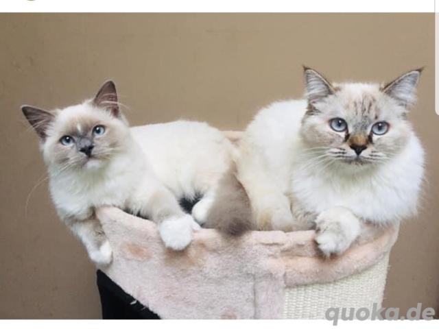 Entzückende Ragdoll-Kätzchen zu verkaufen. Kontakt über WhatsApp 015511573786 - 1