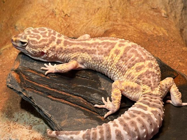 Tremper Albino - 1