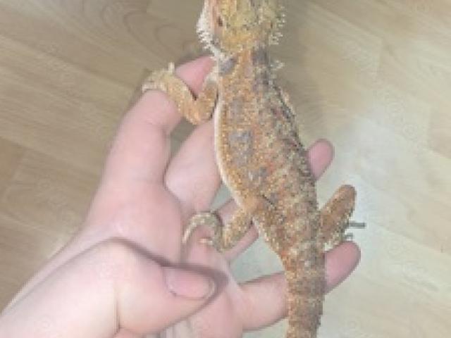 1.0 Bartagame Pogona Vitticeps NZ 07.2024 - 1