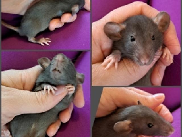 Ratten Farbratten Babys Jungs super lieb, zahm und gesund - 1