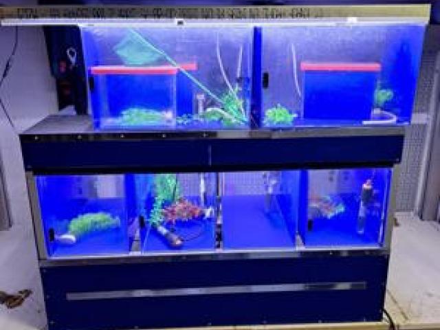 Aquarium Anlage für die Börse - 1