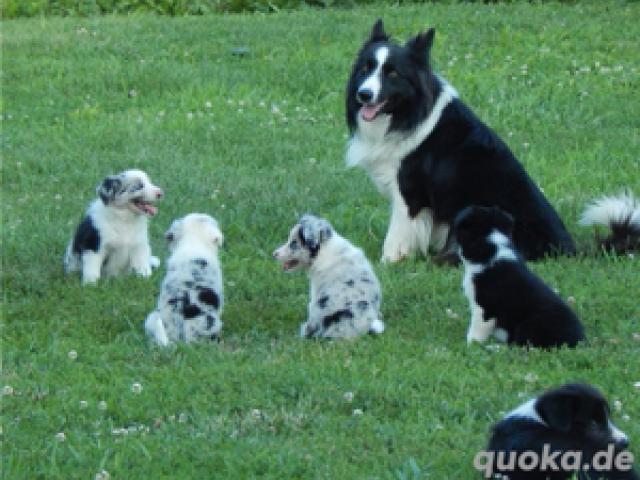 11 Wochen alte Border Collie Welpen verfügbar - 1