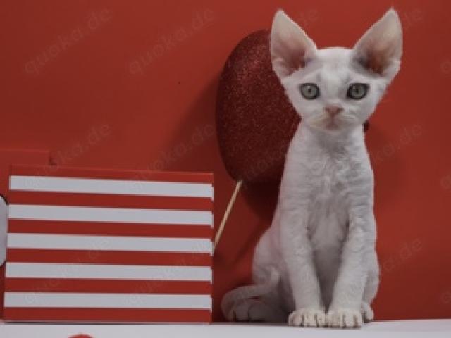 Devon Rex, weißer Kerl - 1