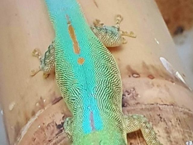 Phelsuma robertmertensi - 1