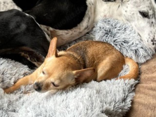 Liebe Chihuahua- Mix- Hündin sucht Bestzuhause:) - 1