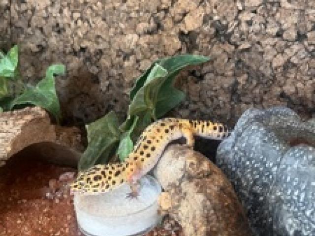 Leopardgecko und oder Terrarium - 1