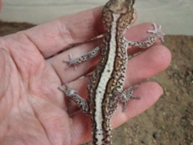 Paroedura picta Madagaskar Großkopfgecko Männchen Striped - 1