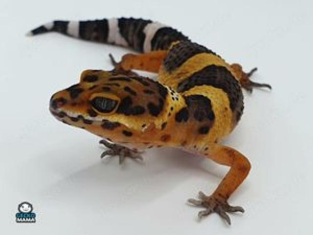 Afghan Tangerine Leopardgecko Weibchen (ID: AT001) - 1